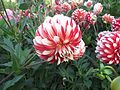 Dahlia 'Myrtle`s Brandy'