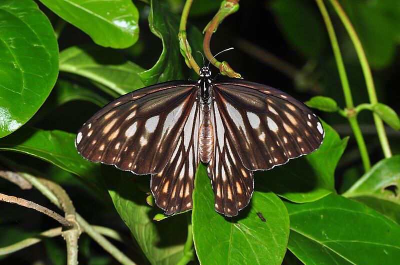 File:Danaus ismare (8415969757).jpg