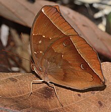 Gelap Hutan Glory.jpg