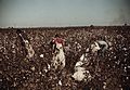 Day-laborers picking cotton near Clarksdale, Miss.1a34337v.jpg