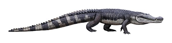 Deinosuchus (Crocodilia)