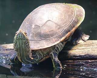 <i>Deirochelys</i> Genus of turtles