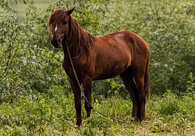 Donau Delta hest i 2016