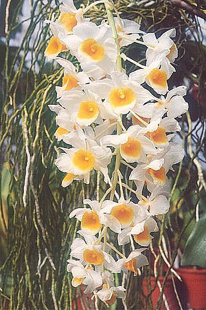 Dendrobium-densiflorum-x-fa.jpg