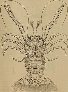 <i>Bathymunida</i> Genus of crustaceans