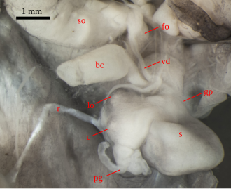 Genitalia of D. cecconii: bc = bursa copulatrix; c = penial caecum; fo = free oviduct; gp = position of genital pore; lo = penial lobe; pg = penial glands; r = penial retractor muscle; s = part of penis containing sarcobelum; so = sperm-oviduct Deroceras cecconii genitalia.svg