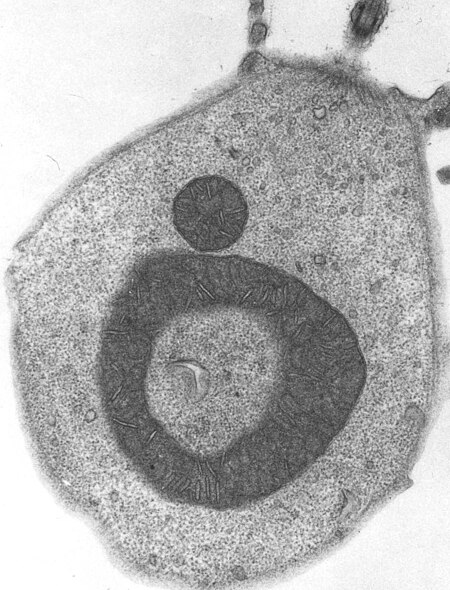 ไฟล์:Desmarella moniliformis mitochondium.jpg