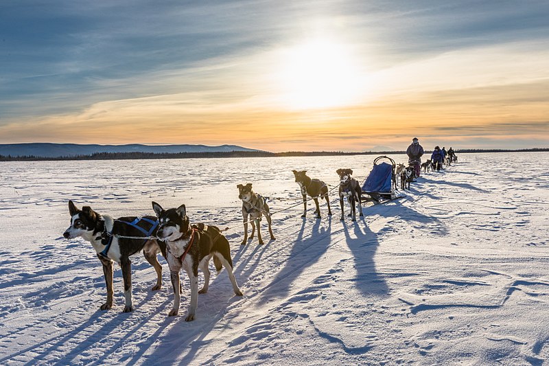 File:Dogsled resting in the middle of nowhere, Alaska (40522503104).jpg