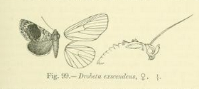 Ilustração de Drobeta exscendens