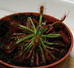 Drosera neocaledonica 2 Darwiniana.jpg