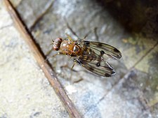 Hawaiian Drosophila