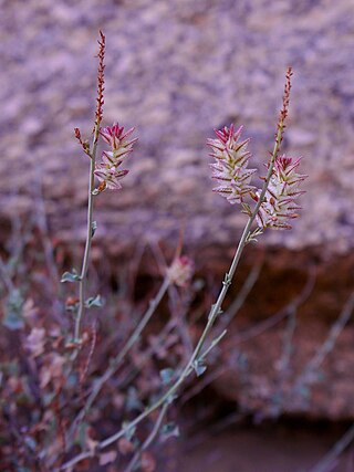 <i>Dyerophytum</i> Genus of flowering plants