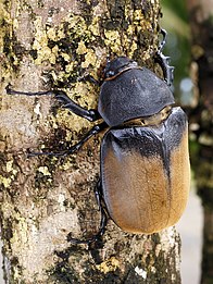 Hercules beetle - Wikipedia