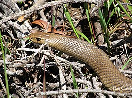 Eastern Brown Snake (Pseudonaja textilis) (8256556779).jpg