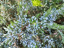 Eastern redcedar (Juniperus virginiana) Eastern redcedar (Juniperus virginiana) (1).jpg