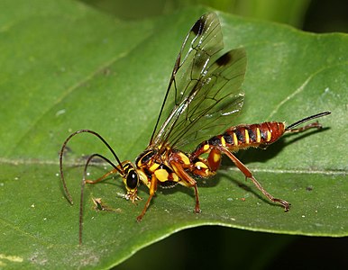 Echthromorpha agrestoria (Ichneumonidae, Ichneumonoidea)