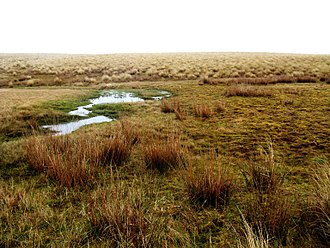 Habitat of Eldon's galaxias: a deep spring-fed stream on the Lammerlaw Range. Eldon's galaxias (Galaxias eldoni) habitat.jpg