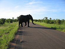 Elephant crossing the road in Kruger National Park.jpg