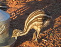 Emu chick on Angas Downs Aug 2010