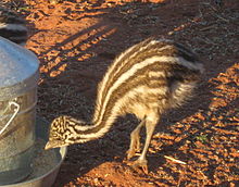 File:Emu_chick_on_Angas_Downs.jpg