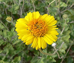 A kép leírása Encelia_virginensis_2.jpg.