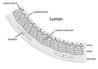<span class="mw-page-title-main">Endothelium</span> Layer of cells that lining inner surface of blood vessels