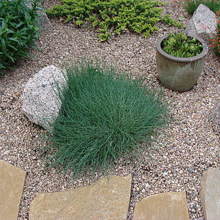 <i>Ephedra funerea</i> Species of seed-bearing shrub