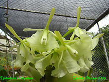 Epidendrum barbeyanum001.jpg