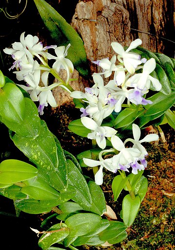 Epidendrum endresii