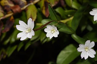 Epilobium clavatum