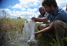 Two men emptying a bag with fish into standing water; the fish eat the mosquito larvae