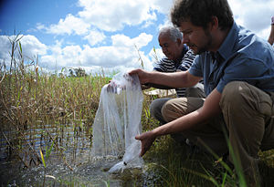 Dos hombres vaciando una bolsa con pescado en agua estancada;  los peces se comen las larvas de mosquitos