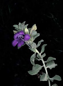 Eremophila macgillivrayi.jpg