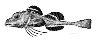 <i>Ereunias</i> Species of fish