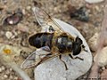 Eristalis tenax (Linnaeus, 1758)