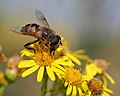 On Ragwort, Jacobaea vulgarise. Lancashire, England