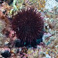 * Nomination Purple sea urchin (Paracentrotus lividus), Cabo de Palos, Spain --Poco a poco 06:18, 3 June 2023 (UTC) * Promotion  Support Good quality. --Mike Peel 20:46, 9 June 2023 (UTC)