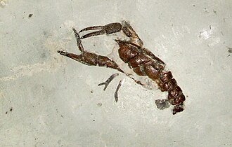 Fossil Eryma mandelslohi Eryma mandelslohi (Krebs) - Oberer Brauner Jura - Bissingen unter Teck.jpg