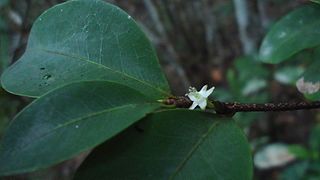 Erythroxylum mikanii.