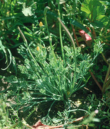 Eschscholzia rhombipetala 041.jpg