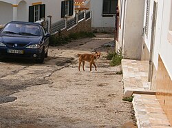 Sebuah jalan di Espiche.