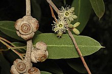 Eucalyptus bensonii.jpg