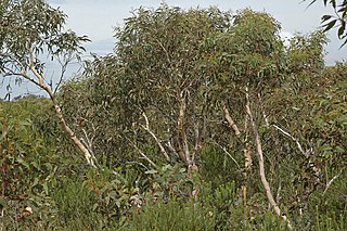 <i>Eucalyptus racemosa</i>