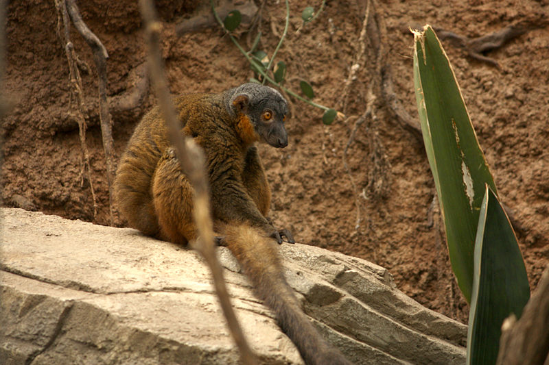 File:Eulemur collaris at the Bronx Zoo 01.jpg