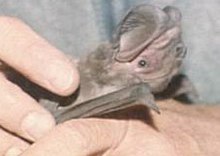 Western mastiff bat Eumops perotis.jpeg