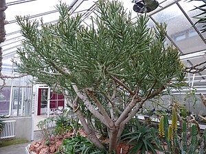 Euphorbia arbuscula (Succulents Collection) .jpg