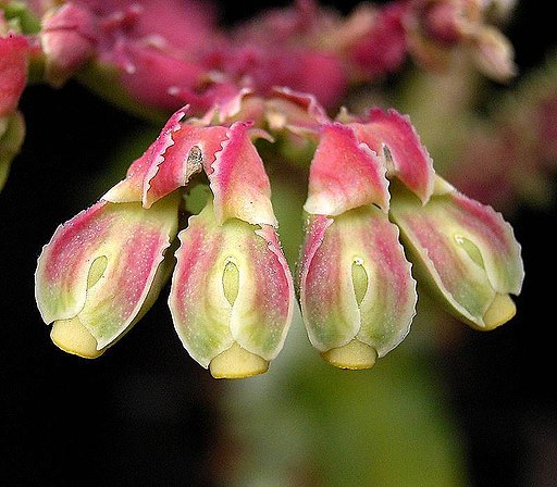 Euphorbia spectabilis ies