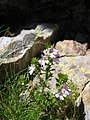 Euphrasia alpina