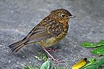 European robin Erithacus rubecula