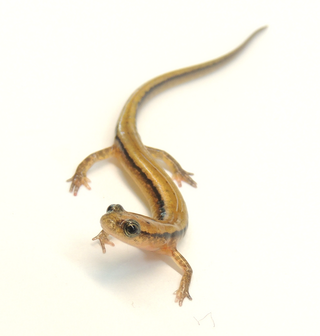 <span class="mw-page-title-main">Southern two-lined salamander</span> Species of amphibian